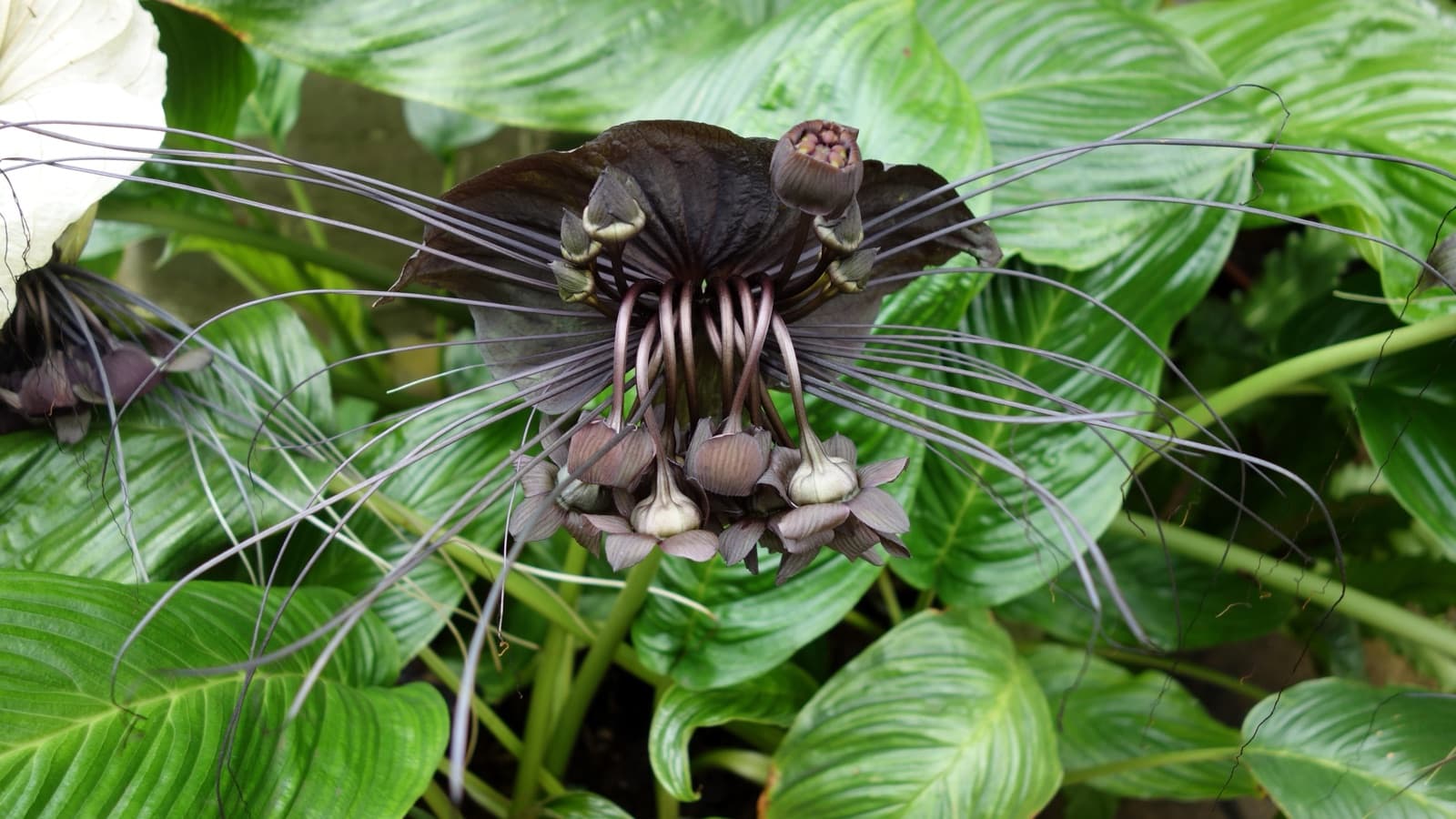 Black Bat Flower Care: How to Grow Tacca chantrieri Indoors