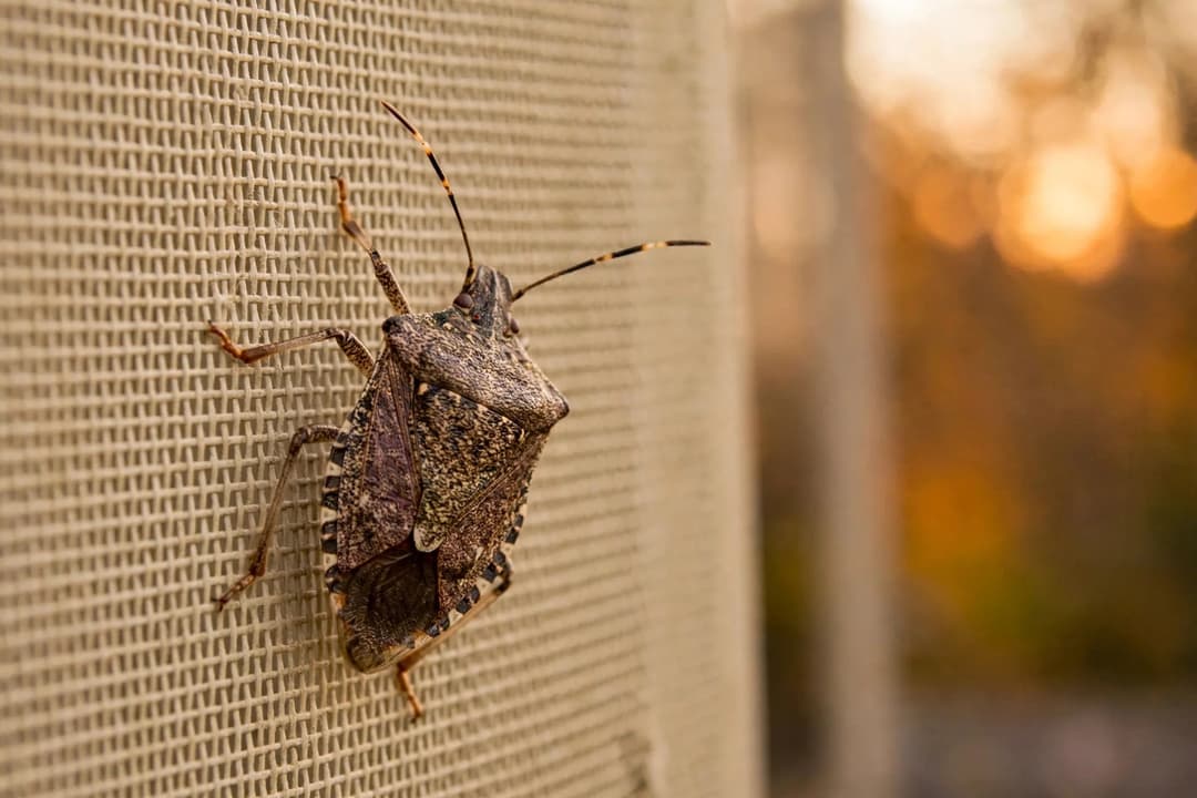 A brown marmorated stink bug resting on a house window screen in warm fall light