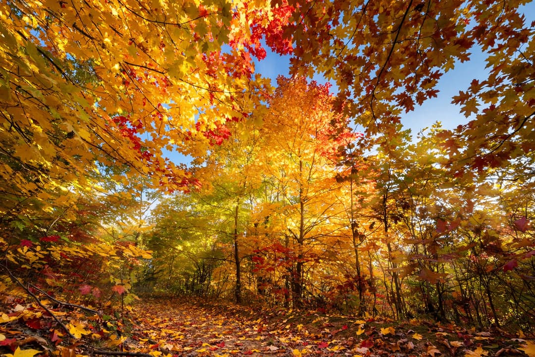 A forest path under maple and oak trees in peak fall color: golden yellow, orange, and deep red leaves in sunlight, with fallen leaves covering the path