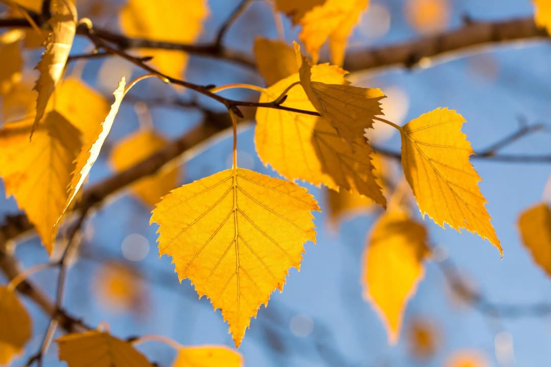 Golden-yellow birch leaves backlit by autumn sunlight against a blue sky