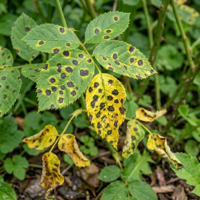 Rose leaves showing classic black spot symptoms with circular dark spots and yellowing