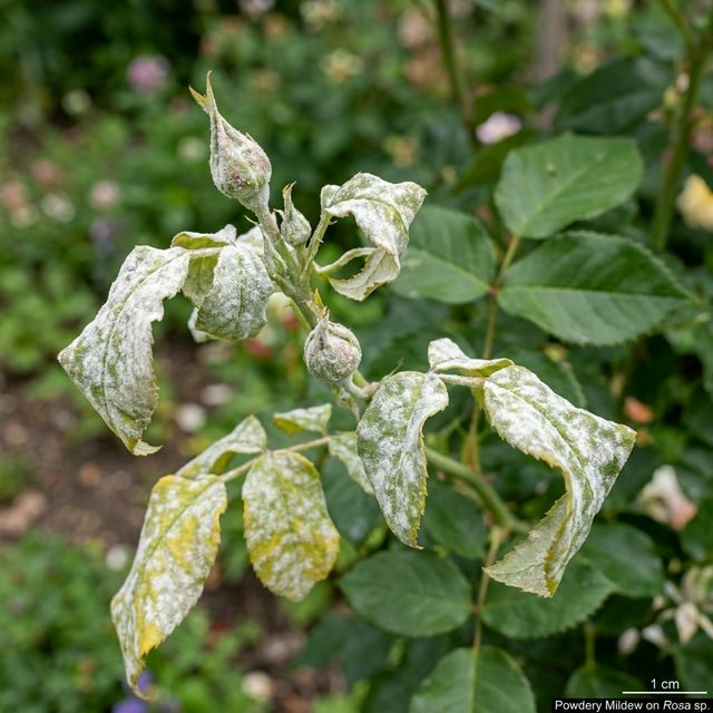 Rose buds and young leaves covered in white powdery mildew coating